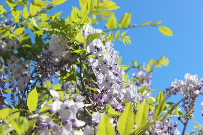 Wisteria3