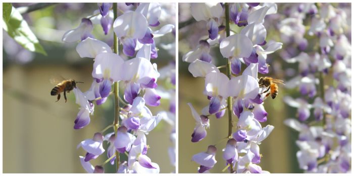 Wisteria6