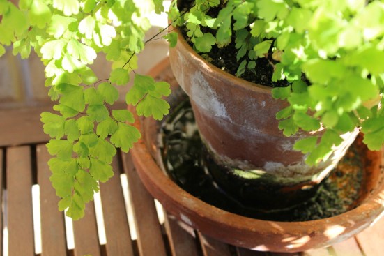 MaidenHairFern1