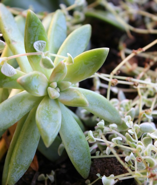 Succulent2